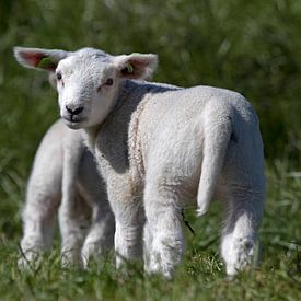 Young lamb looking back by Maurice de vries