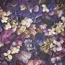 Christmas Roses by Marina de Wit thumbnail