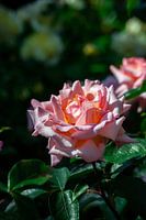 Pink rose in the sun during golden hour
