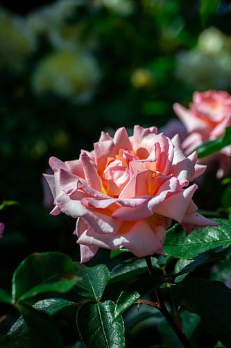 Roze roos in de zon tijdens gouden uurtje