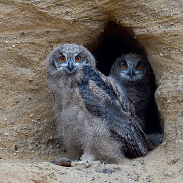 Oehoe ( Bubo bubo ), twee jonge vogels in de ingang van hun nest, wild, Europa.
