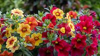 Verschiedene Farben von blühenden Petunien von Jolanda de Jong-Jansen Miniaturansicht