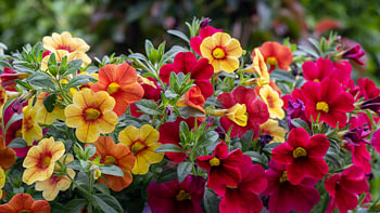 Verschillende kleuren Petunia's in de bloei