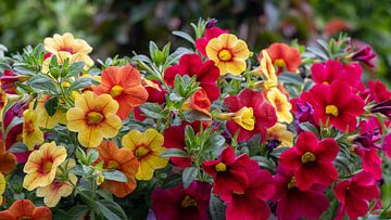 Différentes couleurs de pétunias en fleurs