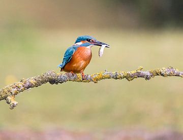 Kingfisher with catch by Rob Coorens
