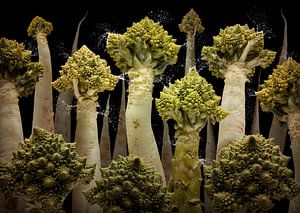 Raphanus romanesco (Romanesco und Rettich)