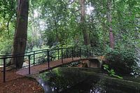 Bridge in forest