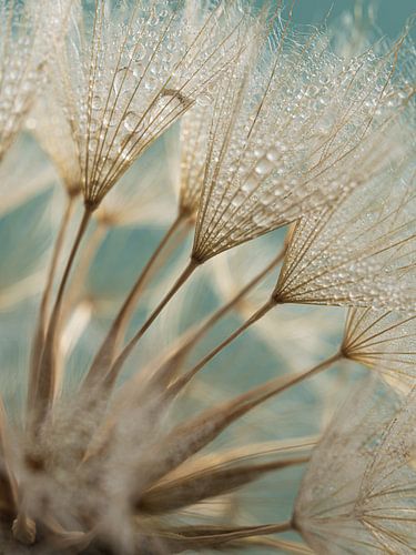 Goedemorgen! Goudbruine pluisjes met kleine waterdruppeltjes