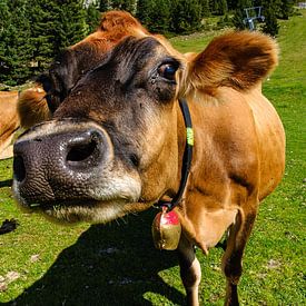 Ullrich Gnoth Profilfoto