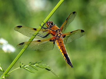 Photo macro de la quatre place Dragonfly sur Edwin Butter