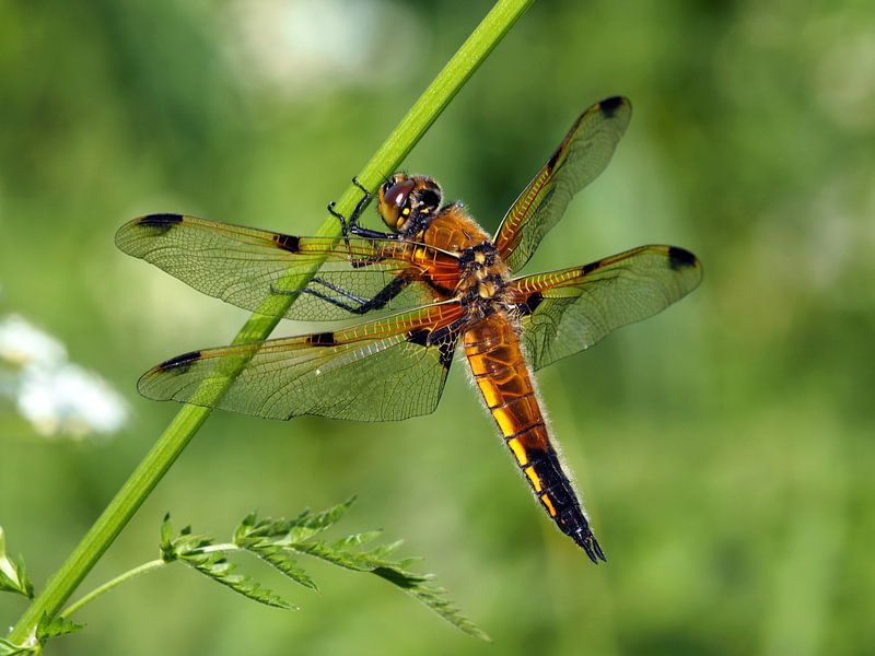 Macro shot of the Four Spot Dragonfly by Edwin Butter