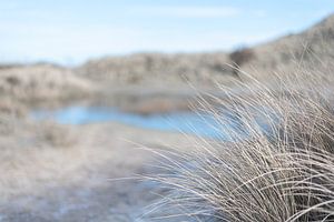 Herbe aux marronniers le long du lac sur DsDuppenPhotography