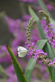 Kohlweiß auf violetter Blüte