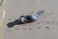 Zeehondje op het strand bij de Waddenzee van Ingrid Aanen thumbnail