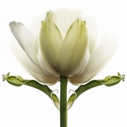 Tulipa6