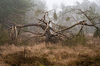 Tree on the heath near Dwingelderveld.