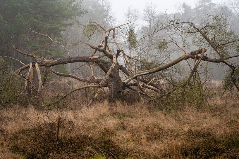 Tree on the heath near Dwingelderveld. by zeilstrafotografie.nl