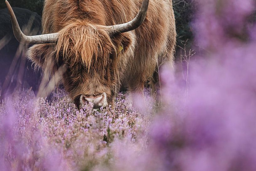 Highland cow on the heath by Carlijn Oostermeijer