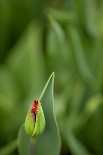 rode tulp kort voor de bloei