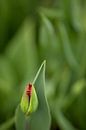 rote Tulpe kurz vor dem Erblühen von Anneliese Grünwald-Märkl Miniaturansicht
