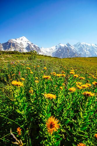 Berg en gletsjer in Georgië bij Ushguli