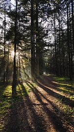 Mistige ochtend van Lisa Schrijvers