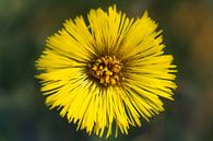 Gele bloem van Arjen Roos thumbnail
