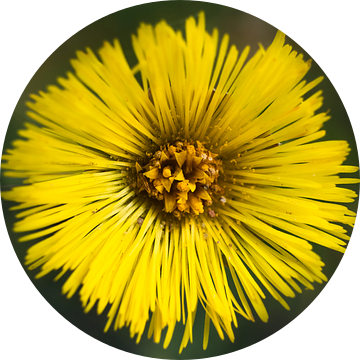 Gele bloem van Arjen Roos