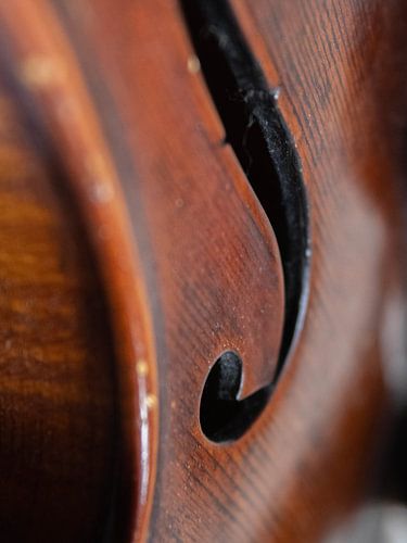 Violin Closeup 01 | Picture