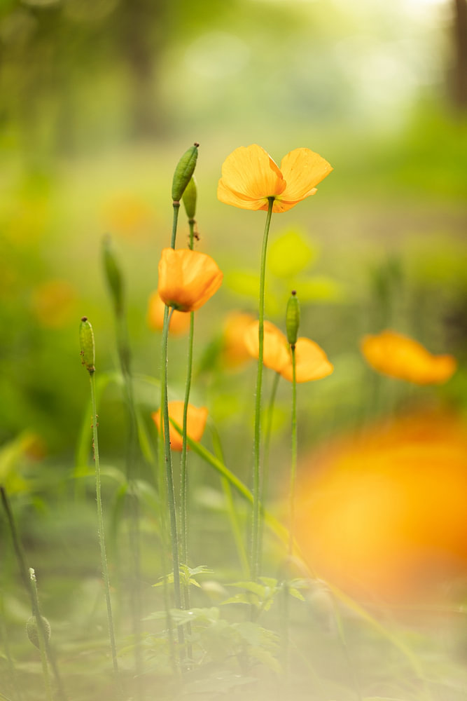 Doux rendu de la belle fleur jaune-orange du faux pavot par l