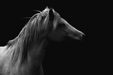 Essentie van Elegantie - Zwart-Wit Equine Portret van Femke Ketelaar