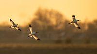 Loons in the last sunlight by Erik Veldkamp thumbnail