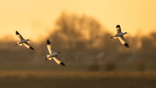 Seetaucher im letzten Sonnenlicht von Erik Veldkamp