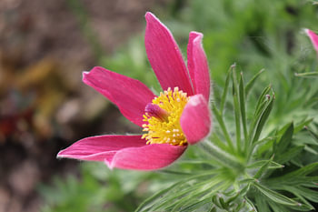 Pulsatilla-Blüte