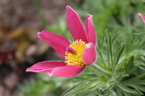 Pulsatilla-Blüte