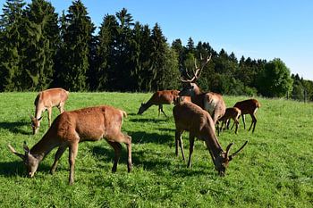 Rehe