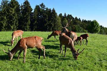 Rehe van Karin Sigwarth