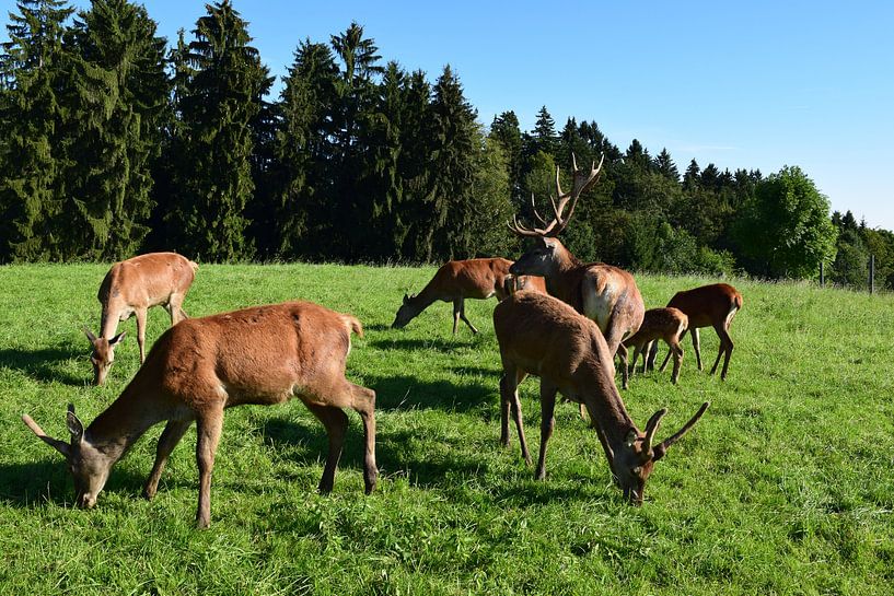 Rehe by Karin Sigwarth