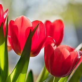 Tulpen, rode bloemen uit Nederland van Jolanda de Jong-Jansen