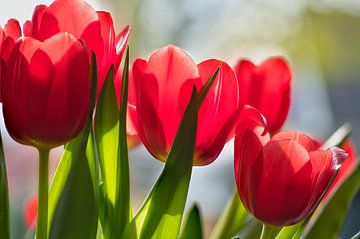 Tulipes, fleurs rouges des Pays-Bas