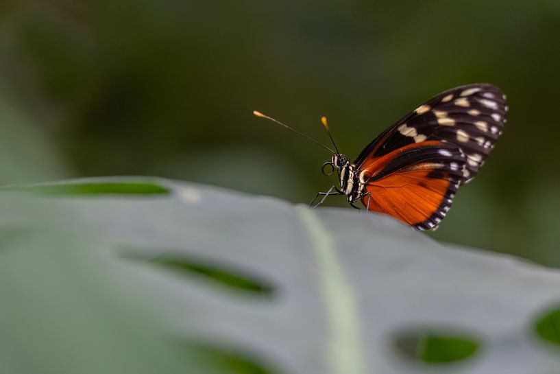 Papillon sur une feuille par Jolanda van der Molen