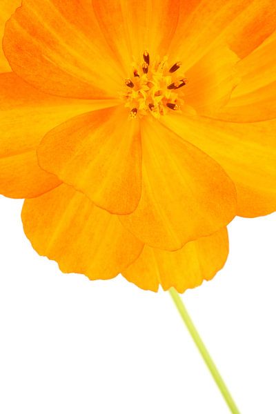 Common Marigold against a white background by Ronald Pol