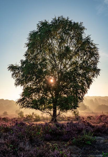 Flowering heather with tree in the sunrise at Posbank (Veluwe) by Martijn Joosse