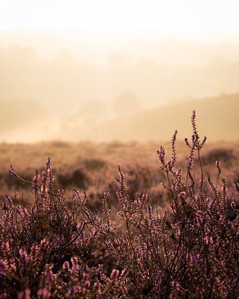 Sunrise Posbank by Jeroen Linnenkamp