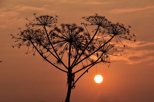 Berenklauw tegen ondergaande zon