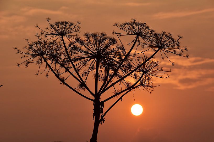 Berenklauw tegen ondergaande zon by Susan Dekker
