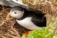 Papegaaiduiker komt uit het nest