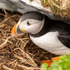 Papegaaiduiker komt uit het nest van Bert Altena