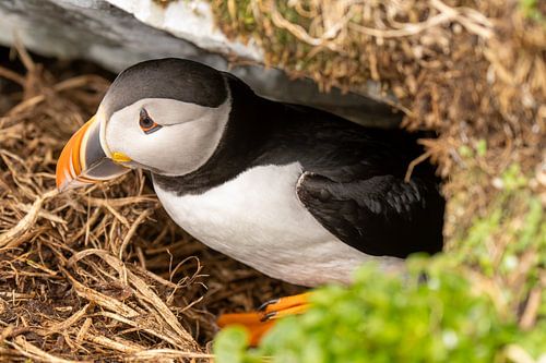 Papegaaiduiker komt uit het nest van Bert Altena