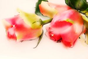 kleine Rosenromance